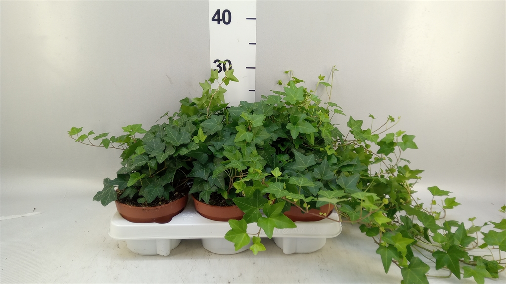 Hedera Helix Pittsburgh 13Ø 30cm