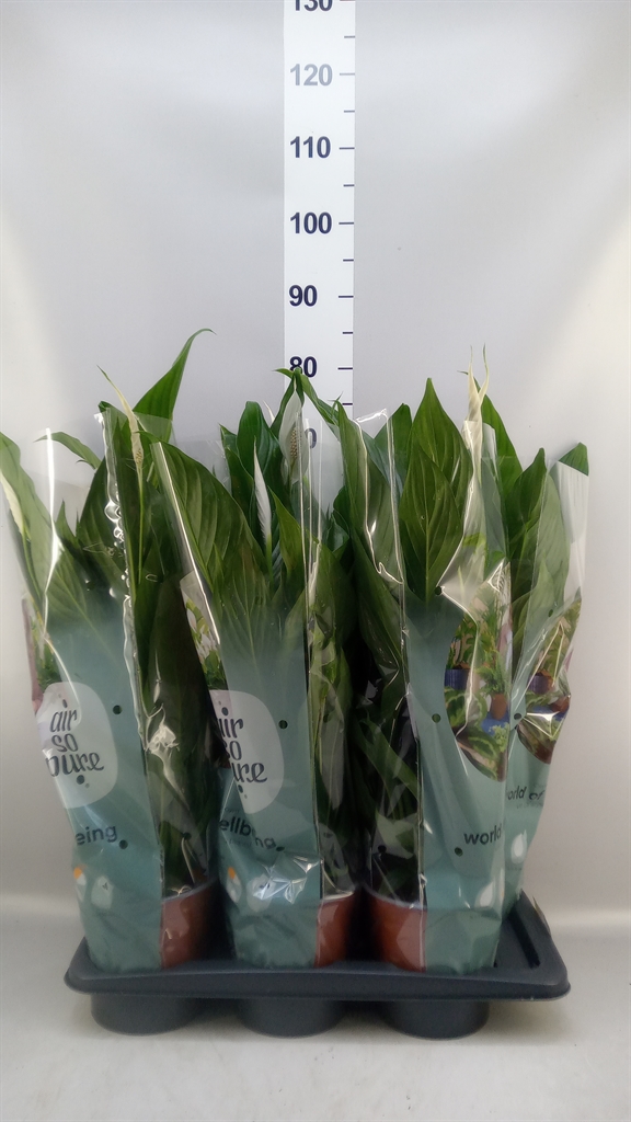Spathiphyllum Bingo Cupido 17Ø 70cm
