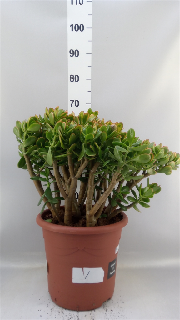 Crassula Sunset 32Ø 65cm