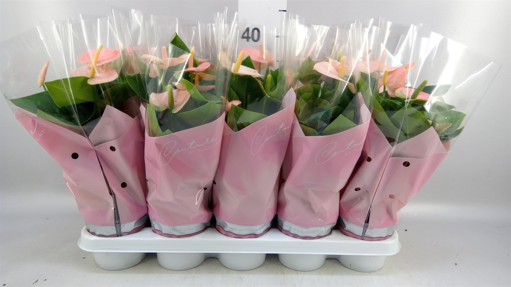 Anthurium Spirit 12Ø 40cm