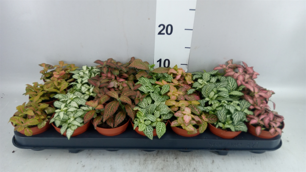 Hypoestes Mix 8Ø 10cm