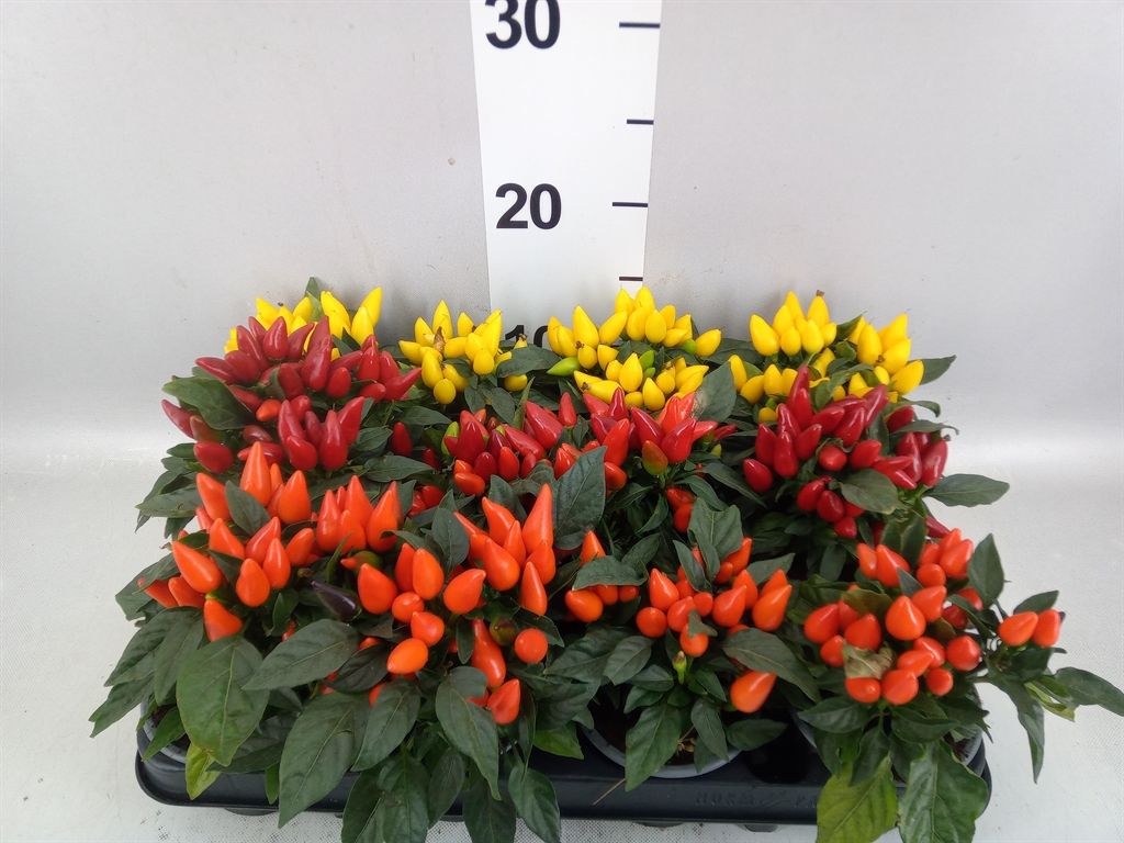Capsicum Salsa Mix 9Ø 15cm