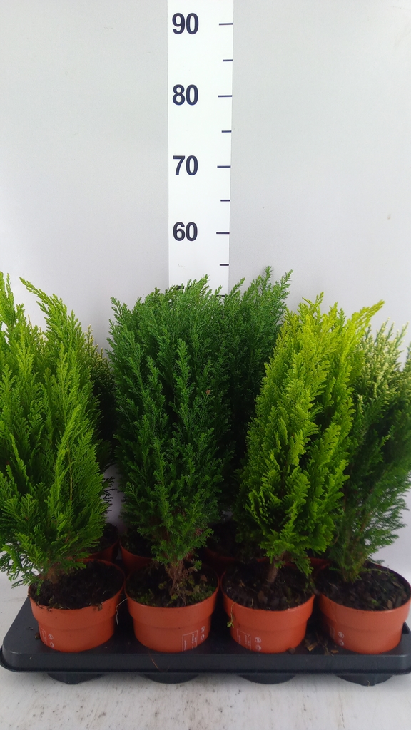 Conifers Mix 13Ø 50cm