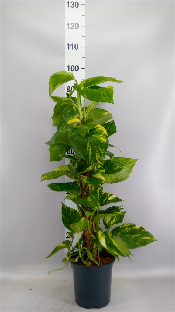 Epipremnum Moss Stick 19Ø 80cm