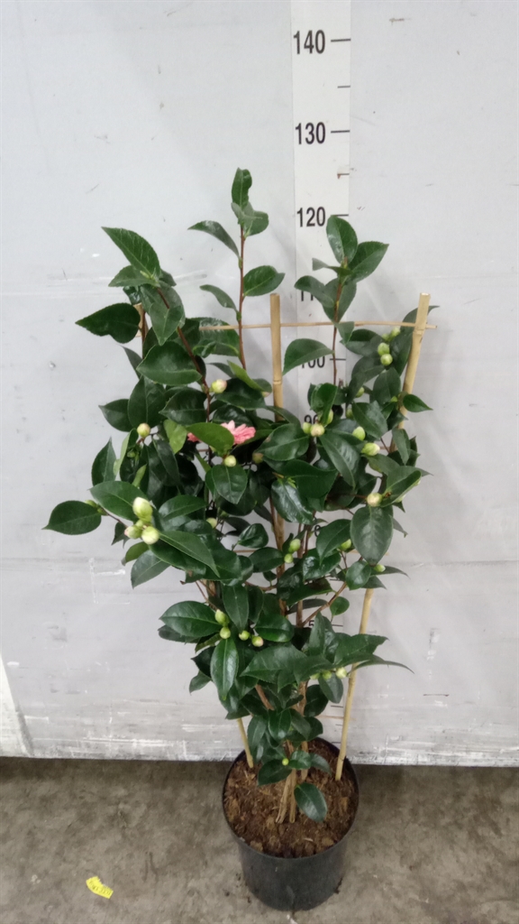 Camellia Japonica William Bartlett 26Ø 110cm