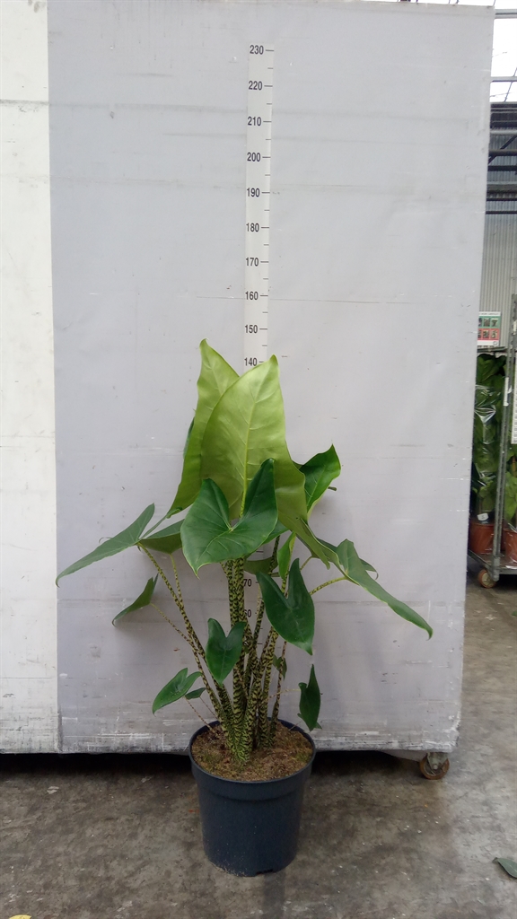Aloc Zebrina 35Ø 130cm