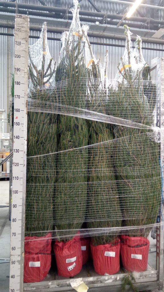 Pice Abies 28Ø 180cm