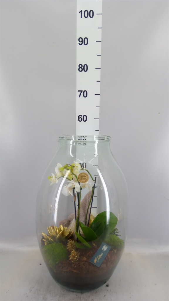 Arrangement Phalaenopsis Mt 36Ø