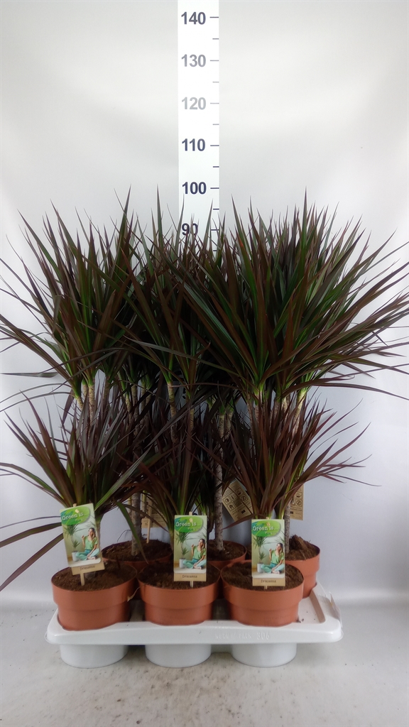 Dracaena Magenta 17Ø 70cm