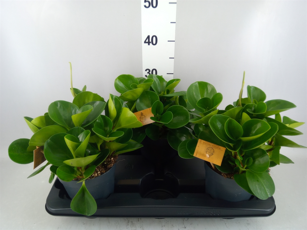 Peperomia Obtusifolia Green Gold 15Ø 30cm