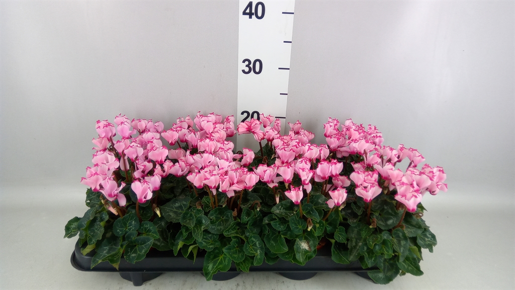 Cyclamen Super Serie Verano 10Ø 23cm