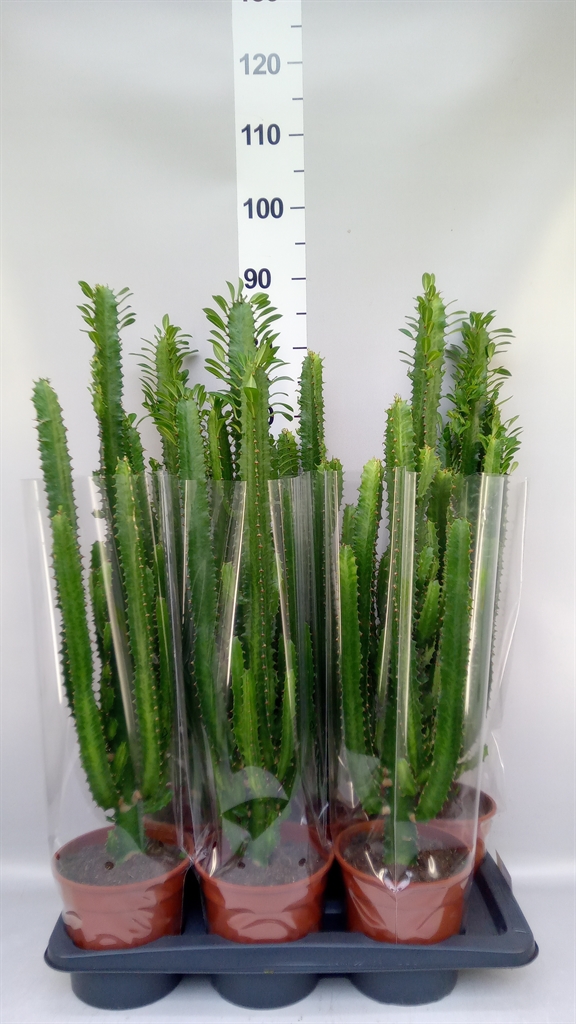 Euphorbia Trigona 17Ø 75cm