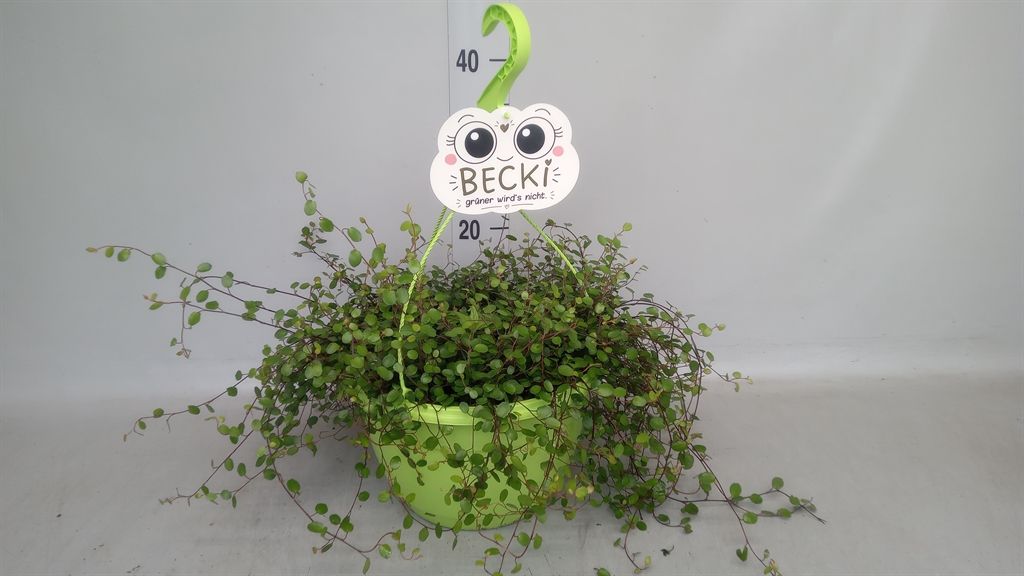 Muehlenbeckia Mao'ri 25Ø 30cm