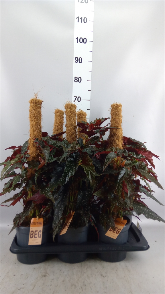 Begonia Maculata Black Forest 16Ø 60cm