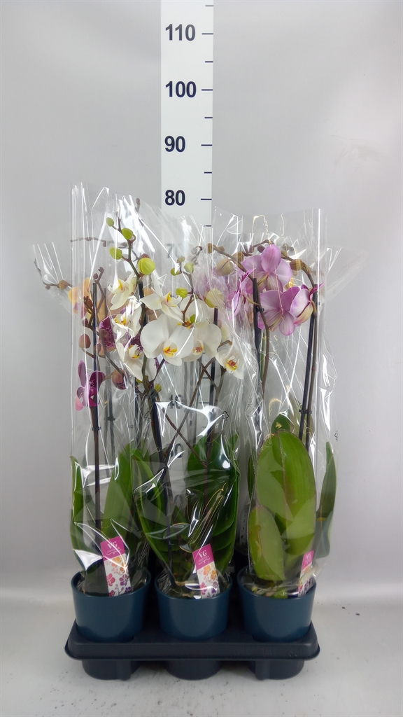Phalaenopsis Mix 12Ø 55cm 2st