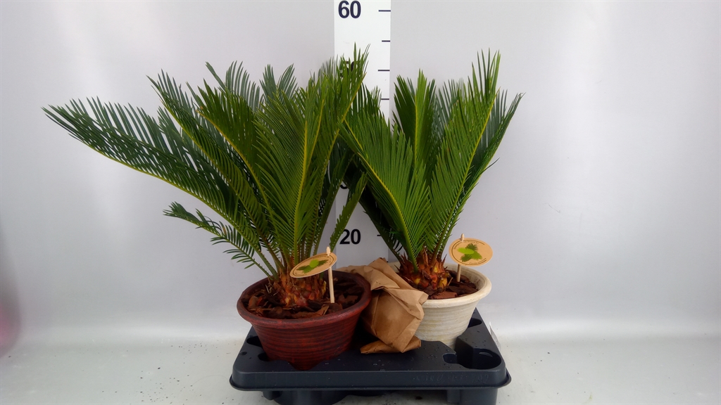 Cycas Revoluta 19Ø 50cm