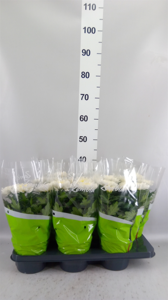 Chrysanth Zembla 15Ø 33cm