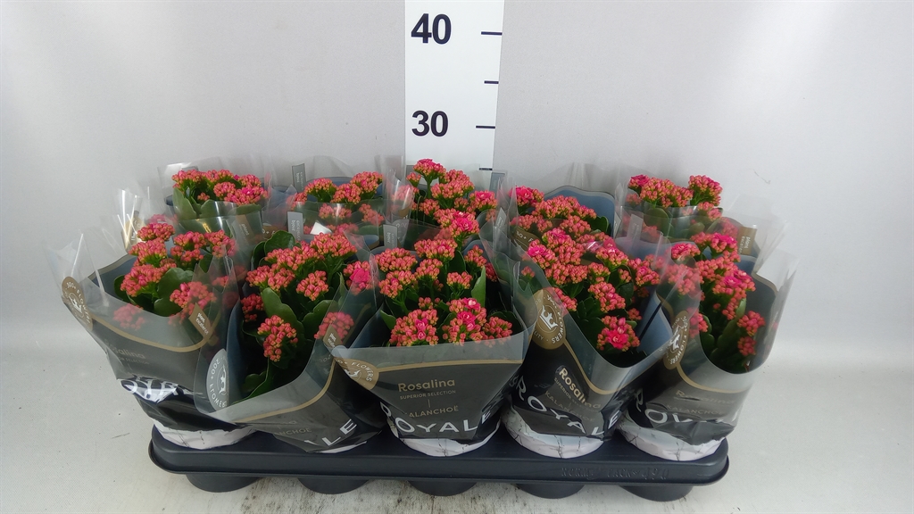 Kalan Bl Rosa Don Victori 12Ø 27cm