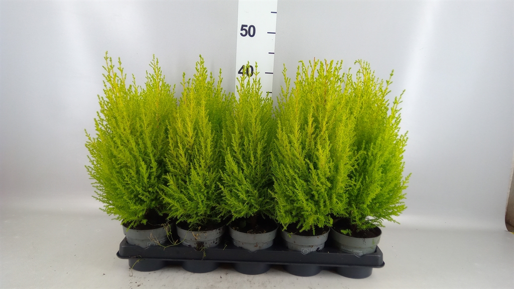 Cupressus Goldcrest Wilma 11Ø 40cm