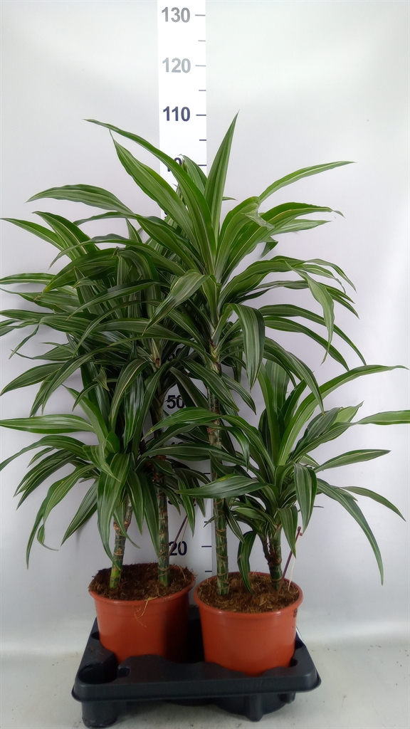 Dracaena Ulises 19Ø 110cm