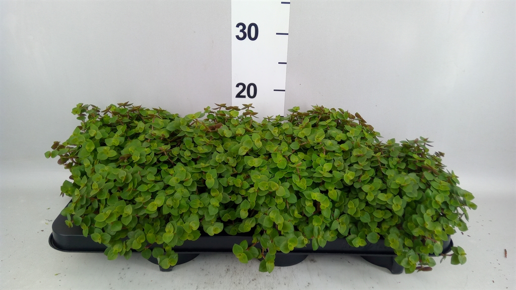 Callisia Repens 12Ø 15cm