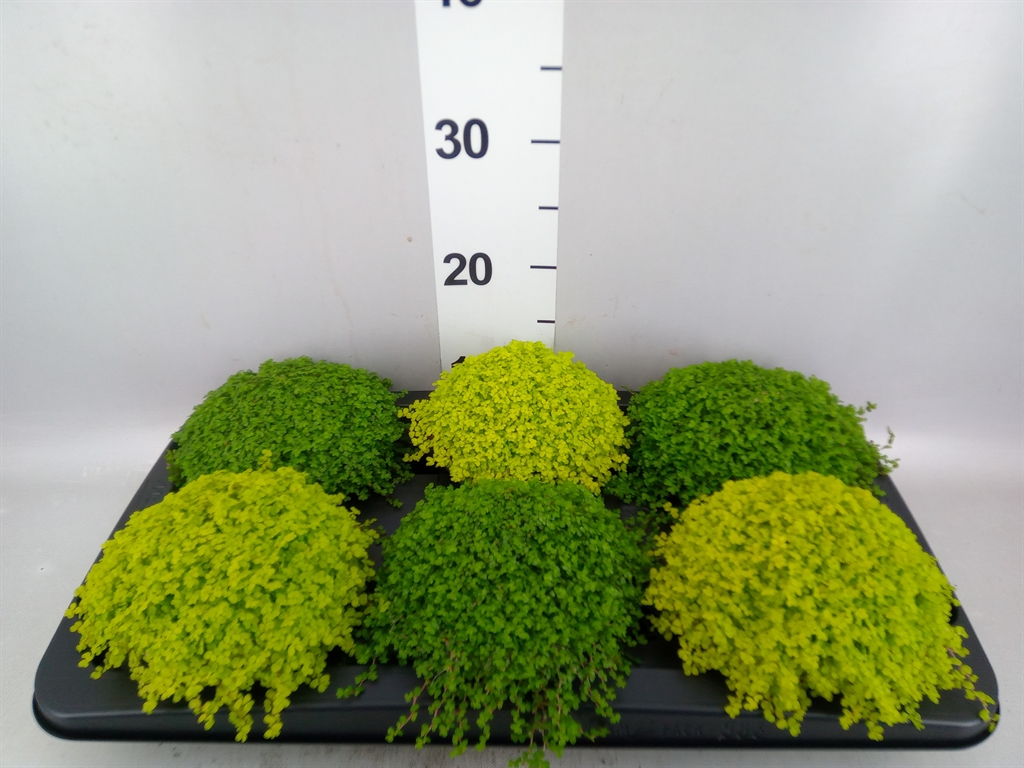 Solei Sol Gem 2 Srt 13Ø 14cm