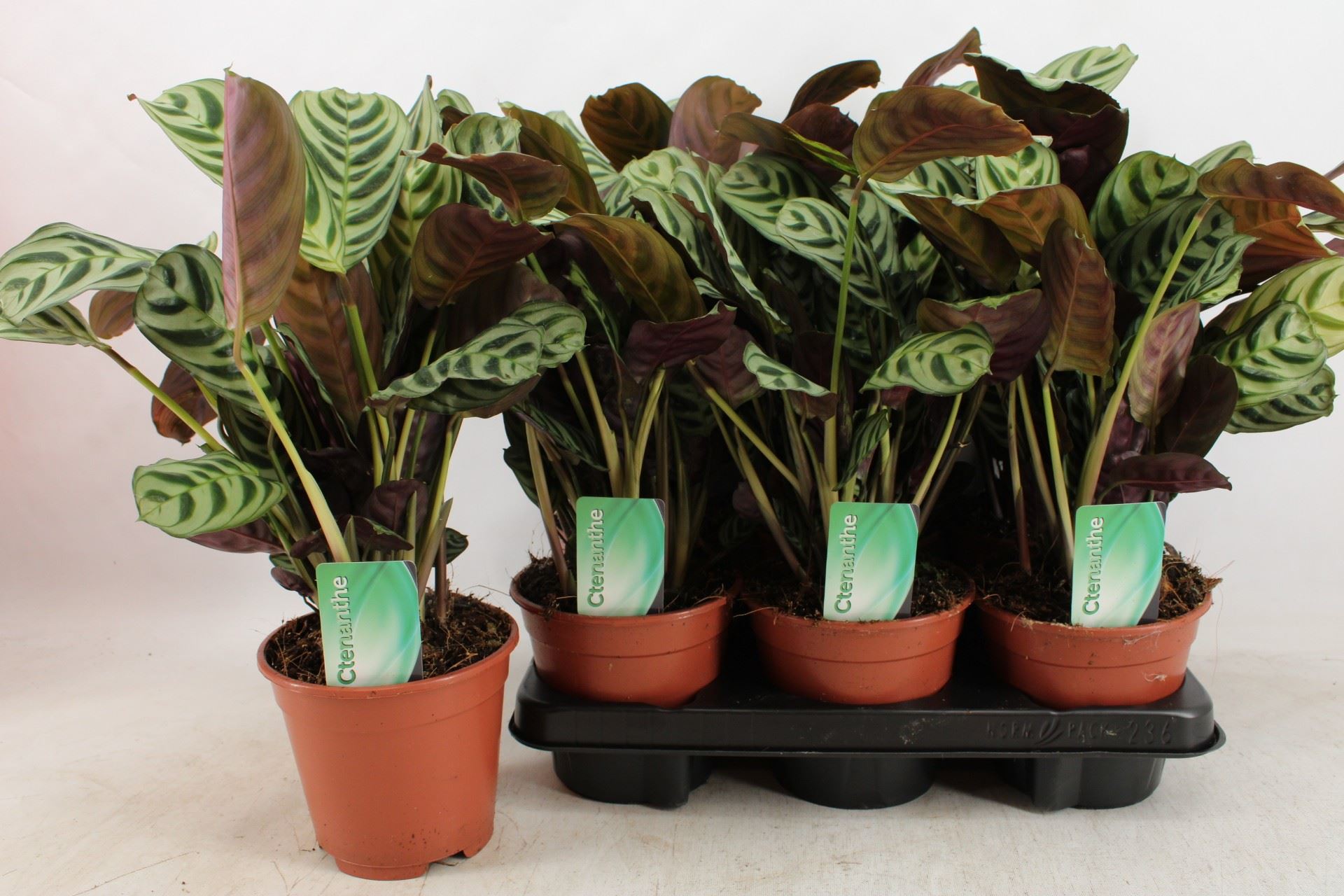 Ctenanthe Burle-Marx 14Ø 35cm