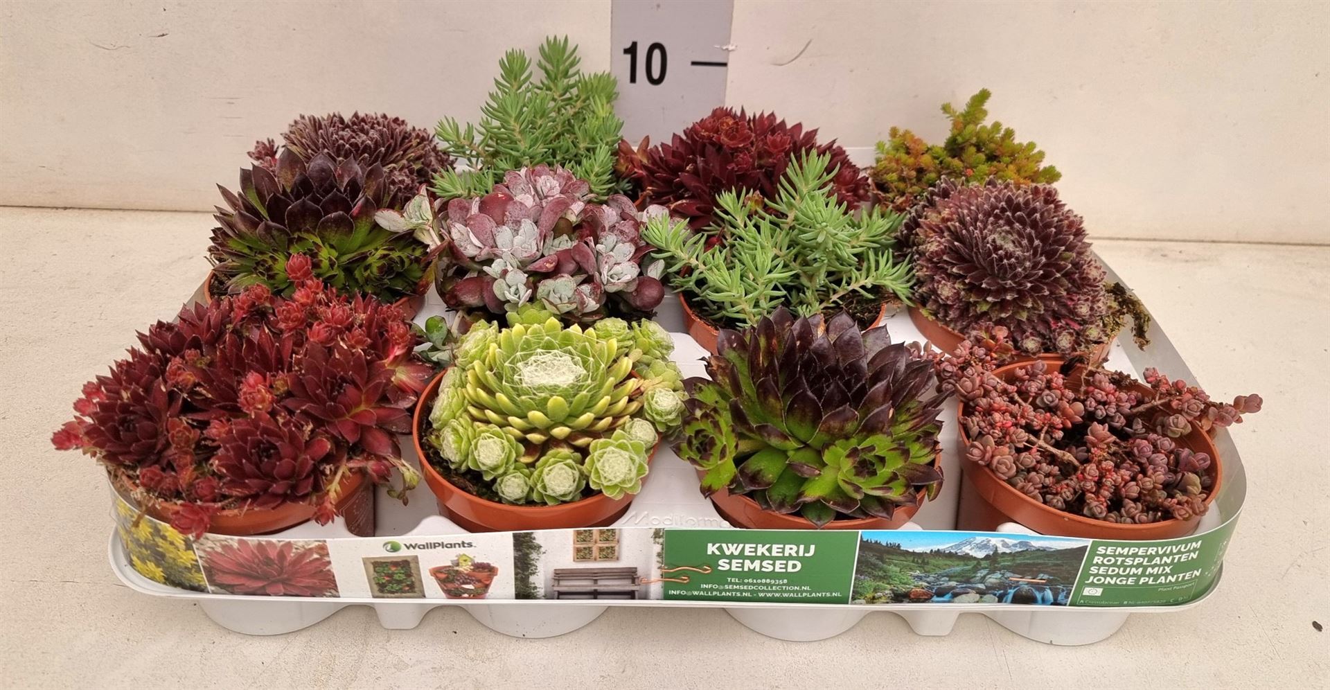 Rock Plants Mix 9Ø 12cm