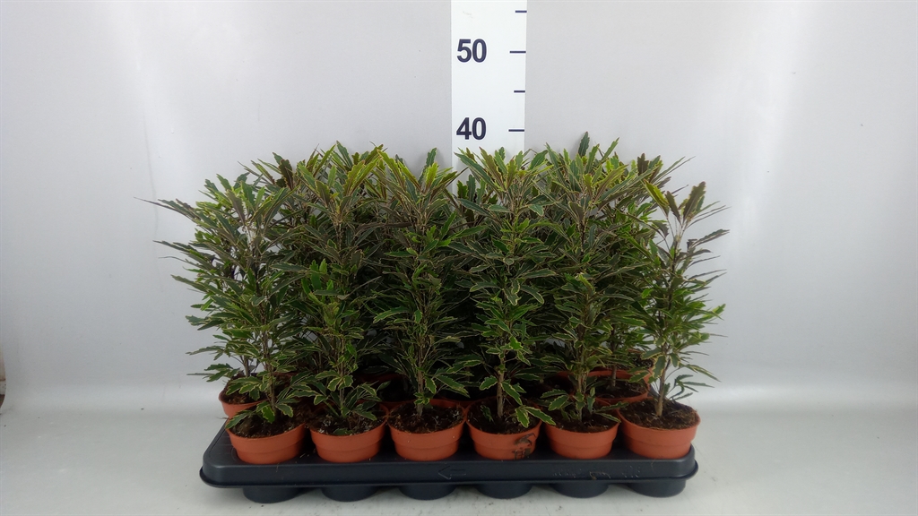 Dizygotheca Bianca 9Ø 37cm