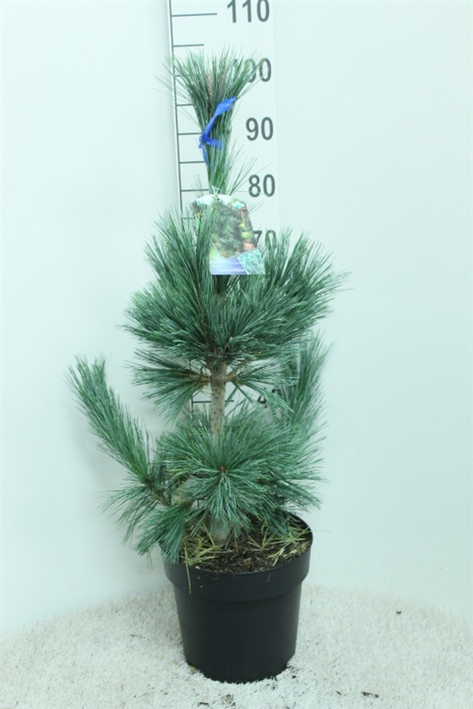Pinus Overig 29Ø 100cm