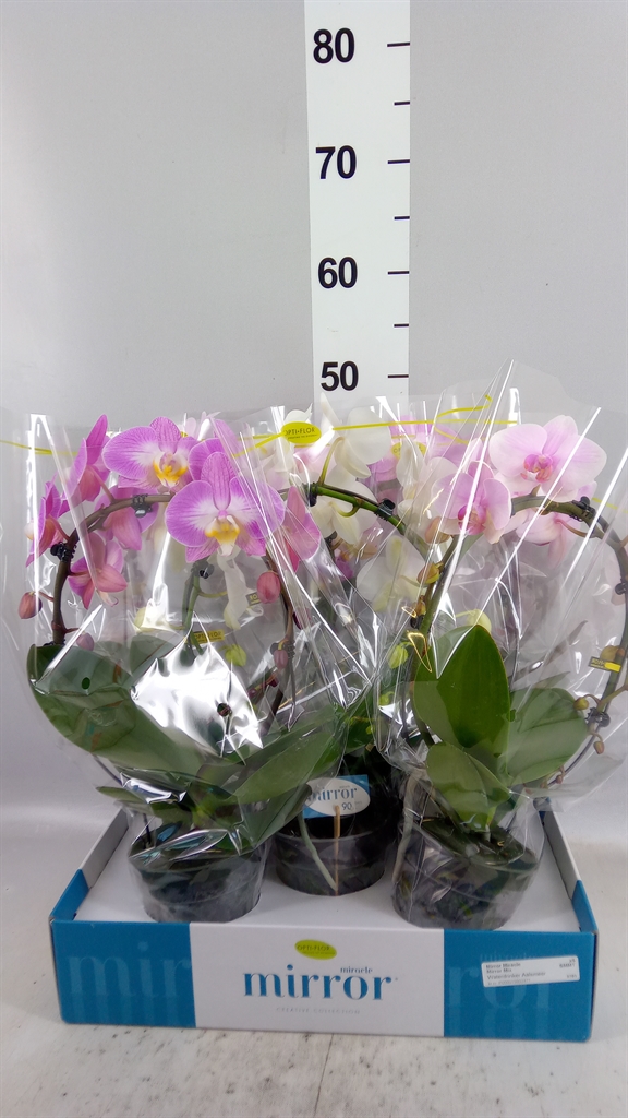 Phal Gem 3 Kl 12Ø 50cm
