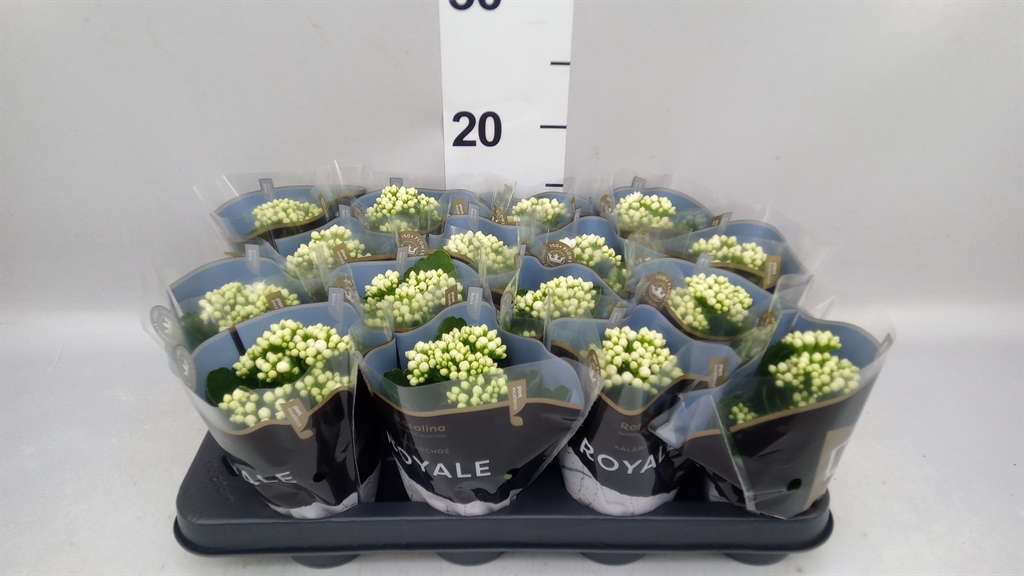 Kalanchoe Double Rosalina Don Dione 7Ø 15cm