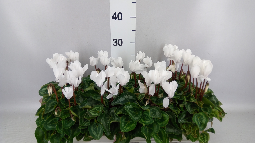 Cyclamen Midi Super Serie Macro 10Ø 20cm