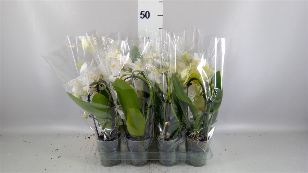 Phalaenopsis Cascade 9Ø 40cm 2st