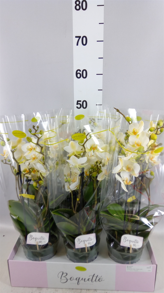 Phal Mf Ov Wit 12Ø 45cm