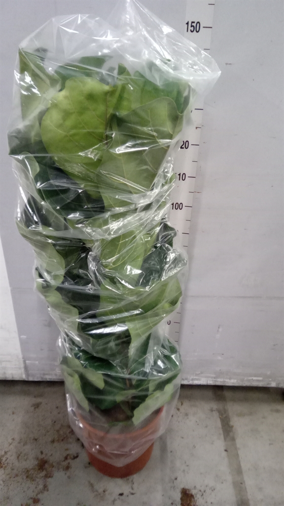 Fic Ov Lyrata 34Ø 130cm