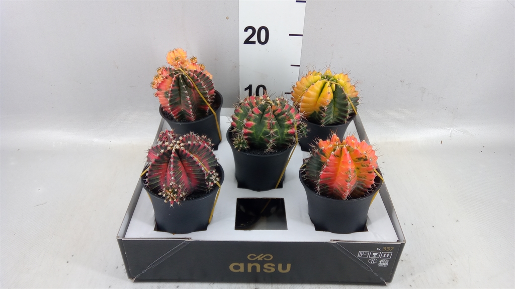 Gymno Japan Gem 10Ø 17cm