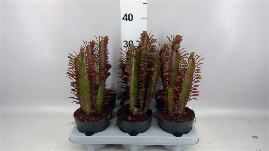 Euphorbia Trigona Rubra 12Ø 30cm