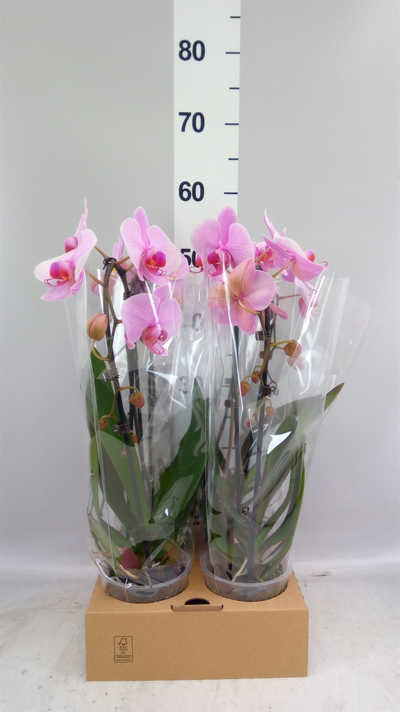 Phalaenopsis Cascade 12Ø 45cm 1st
