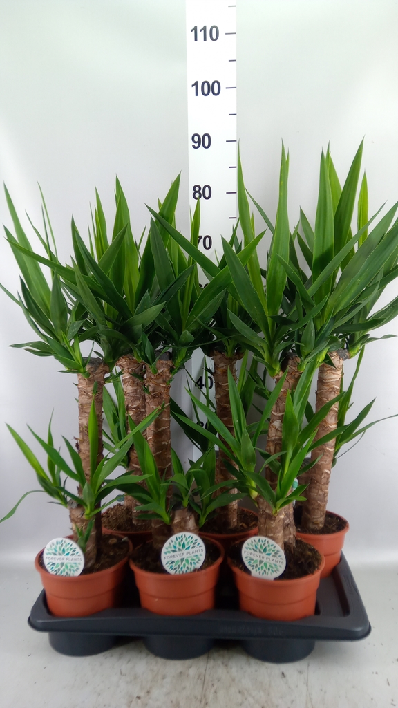 Yucca 17Ø 75cm