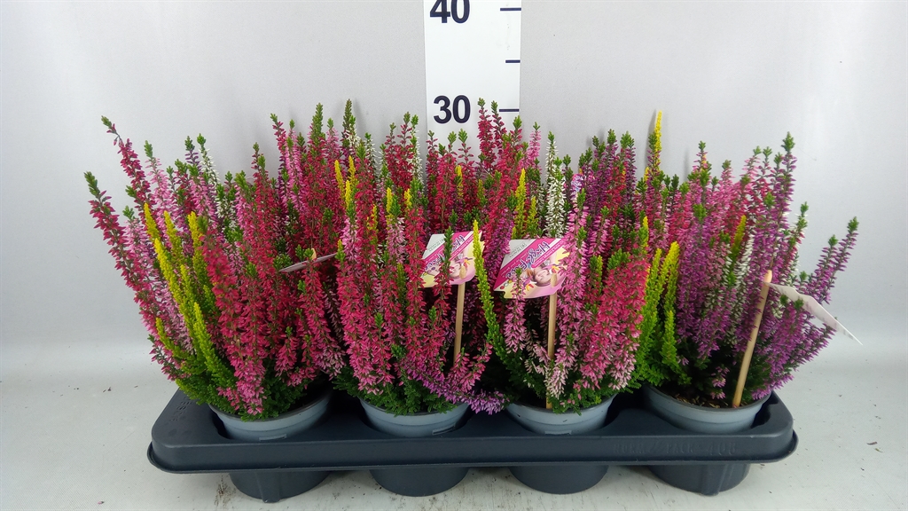 Calluna High Five Mix 12Ø 17cm
