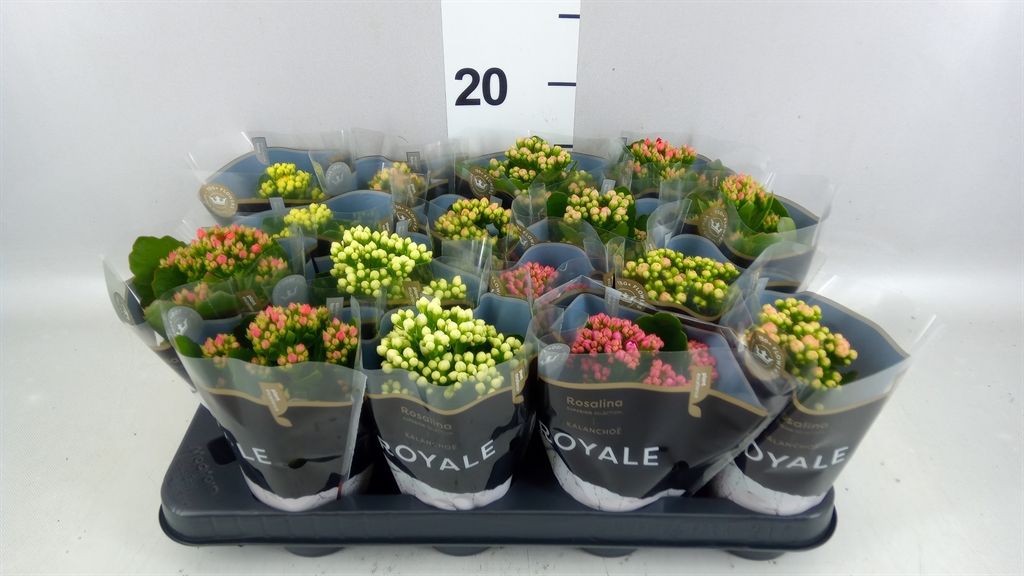 Kalanchoe Double Royale Mix 7Ø 15cm