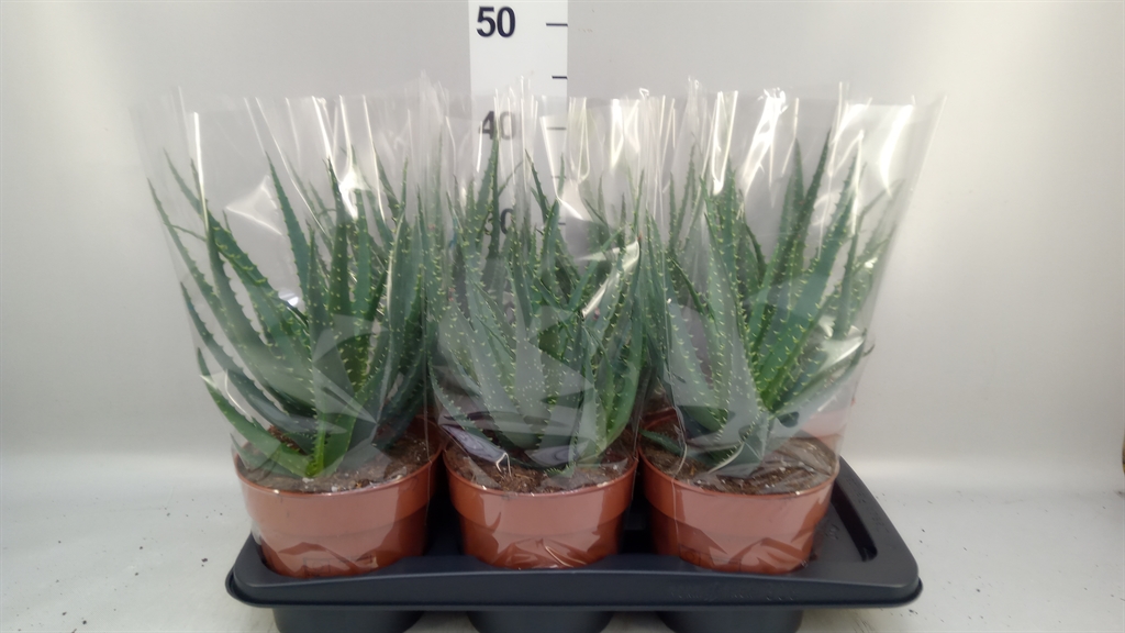 Aloe Arborescens 17Ø 40cm