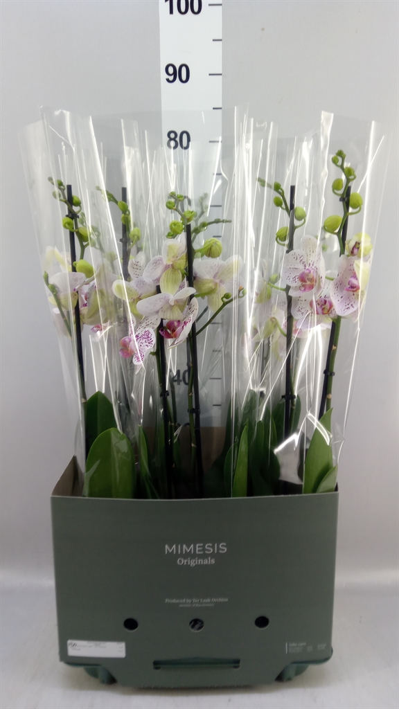 Phal Goya 2 Tak 12Ø 70cm