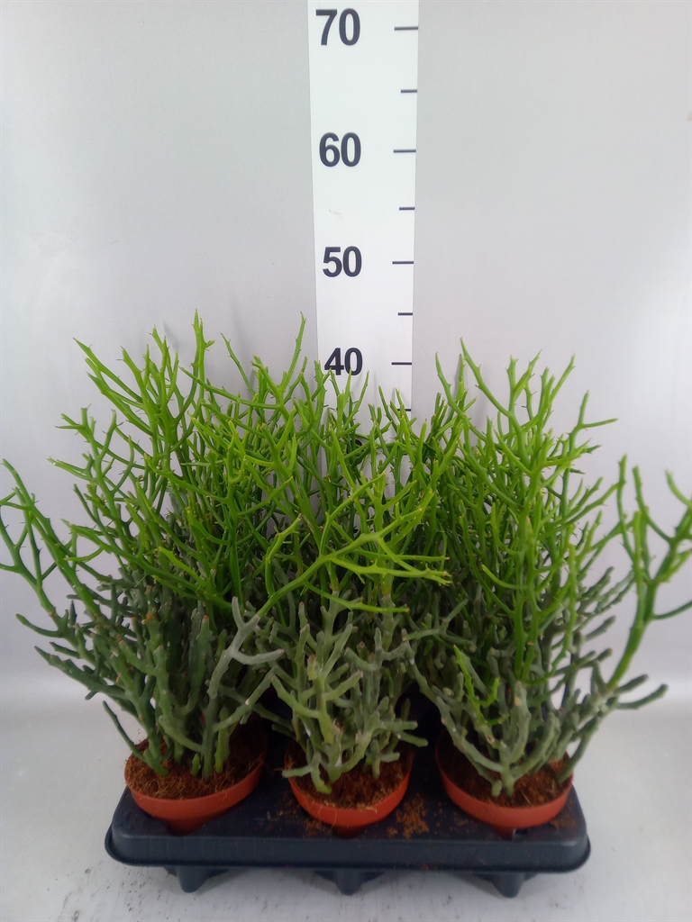 Euphorbia Tirucalli 12Ø 30cm