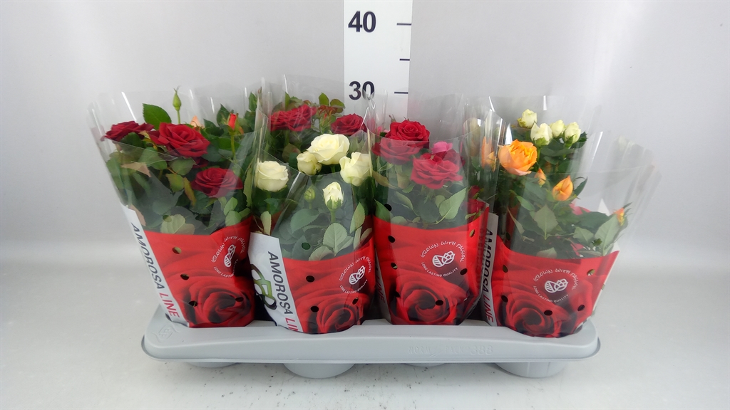 Rosa Amorosa Mixed 14Ø 26cm