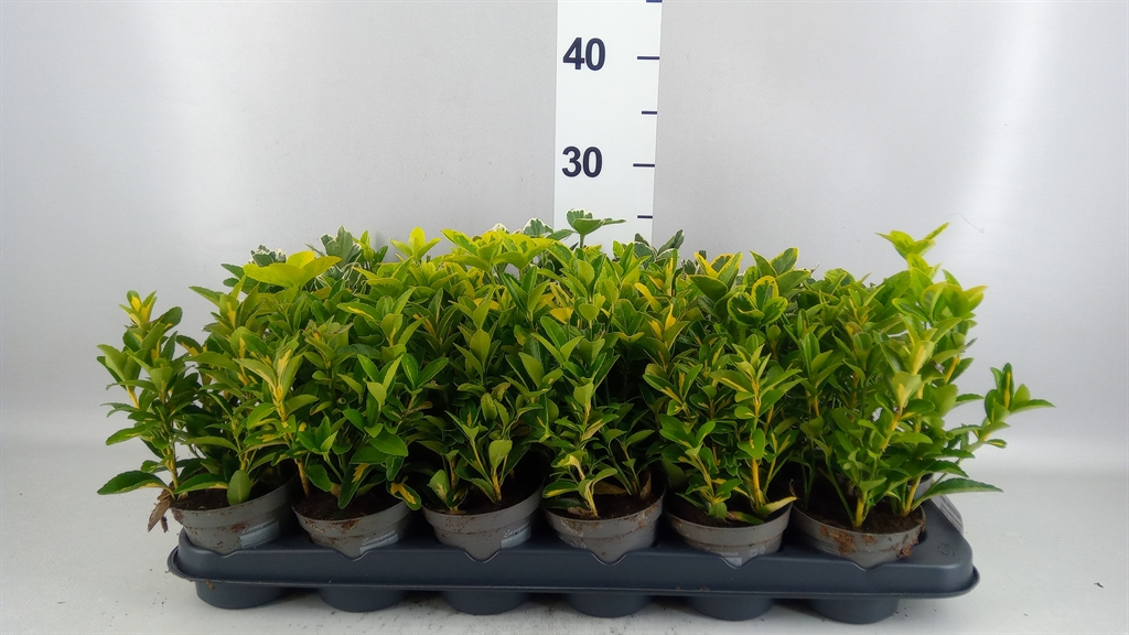 Euonymus Mix 9Ø 25cm