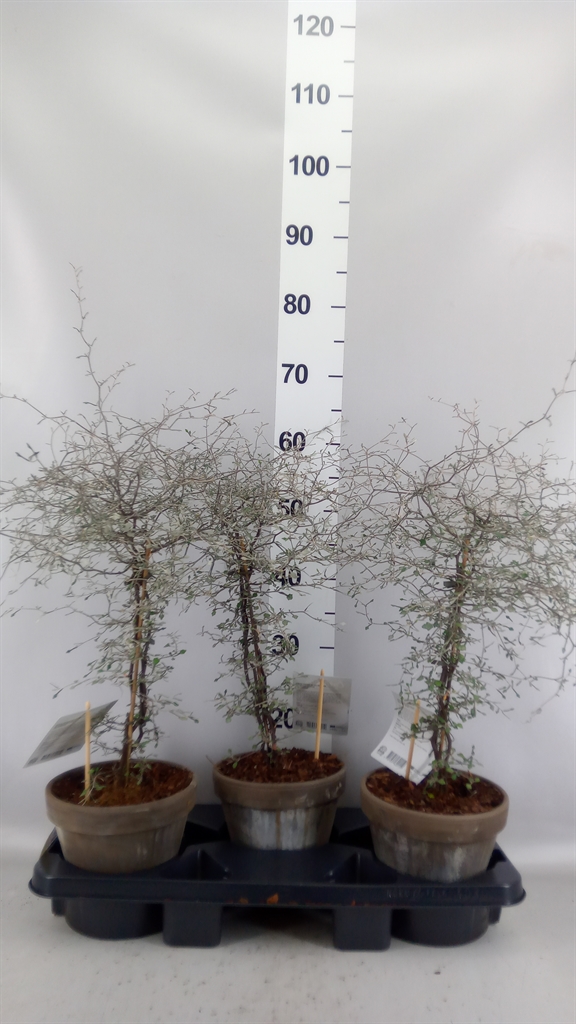 Corokia Cotoneaster 18Ø 40cm