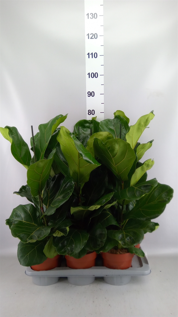 Ficus Lyrata 17Ø 70cm