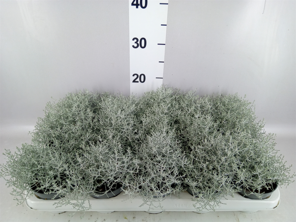 Leucophyta Brownii 10Ø 22cm